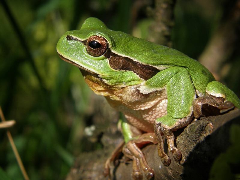 青蛙_Frogs