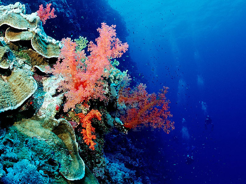 珊瑚漂白现象阻碍鱼类学习躲避捕食者_Bleached Coral Busts Fish Learning