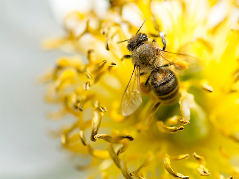 蜜蜂通过味道对花粉进行排名_Bees Rank Pollen by Taste