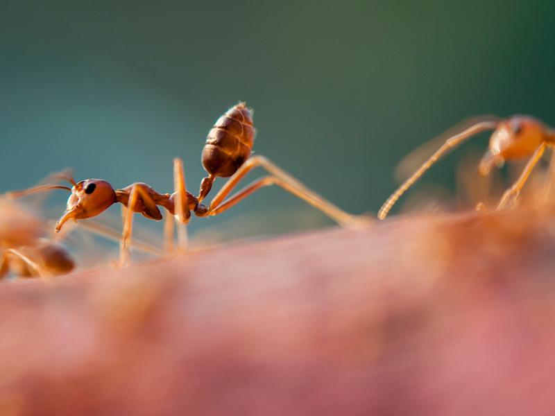聪明的蚂蚁可以备份导航系统_Clever Ants Have Backup Navigation Systems