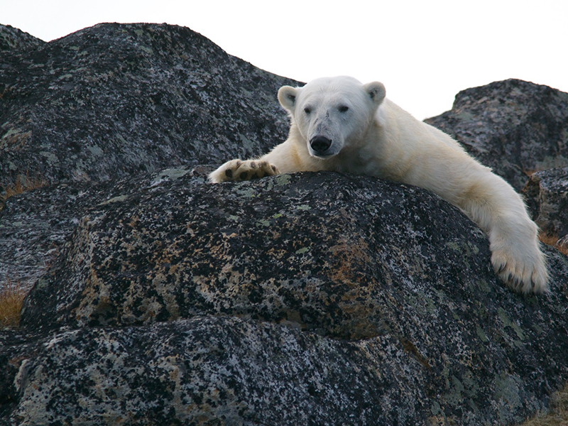 陆地食物无法满足北极熊的需求_Polar Bears Can't Just Switch to Terrestrial Food
