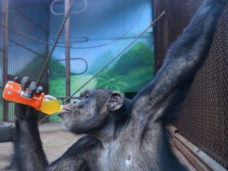 猩猩选择饮料也要看原料_Orangutan Picks Cocktail by Seeing Ingredients