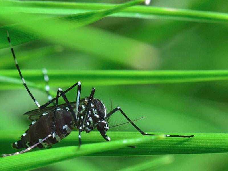 新型杀虫剂让蚊子爆破死亡_New Insecticide Makes Mosquitoes Pop