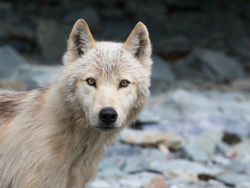 研究或揭示狗的祖先是欧亚大陆的狼_From Wolf to Woof Twice